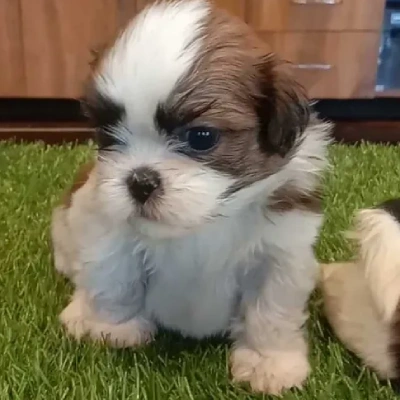 Shih Tzu Price in Bangalore | Shih Tzu Puppies for sale in Bangalore