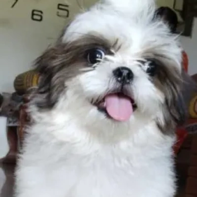 Shih Tzu Price in Mumbai | Shih Tzu Puppies for sale in Mumbai