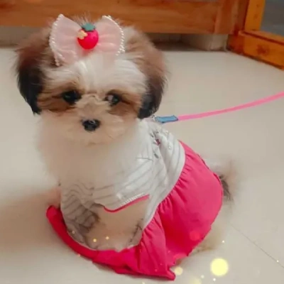 Shih Tzu Price in Noida | Shih Tzu Puppies for sale in Noida