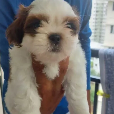 Shih Tzu Price in Chennai
 | Shih Tzu Puppies for sale in Chennai
