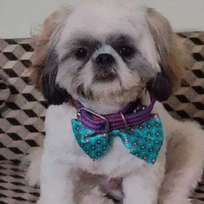 Shih Tzu Price in Noida | Shih Tzu Puppies for sale in Noida