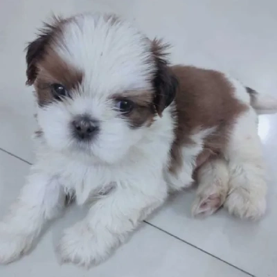 Shih Tzu Price in Delhi | Shih Tzu Puppies for sale in Delhi