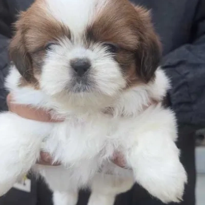 Shih Tzu Price in Bangalore | Shih Tzu Puppies for sale in Bangalore