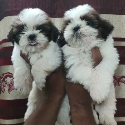 Shih Tzu Price in Nashik | Shih Tzu Puppies for sale in Nashik