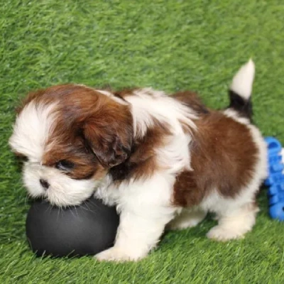 Shih Tzu Price in Delhi | Shih Tzu Puppies for sale in Delhi