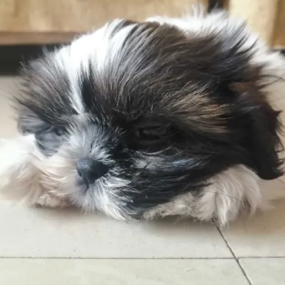 Shih Tzu Price in Nashik | Shih Tzu Puppies for sale in Nashik