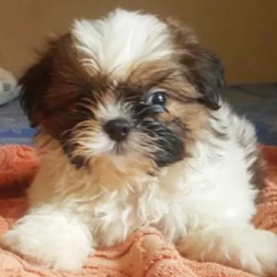 Shih Tzu Price in Mumbai | Shih Tzu Puppies for sale in Mumbai