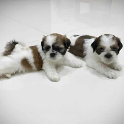 Shih Tzu Price in Nashik | Shih Tzu Puppies for sale in Nashik