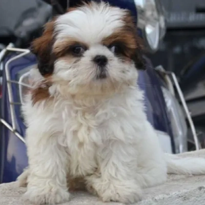 Shih Tzu Price in Surat | Shih Tzu Puppies for sale in Surat