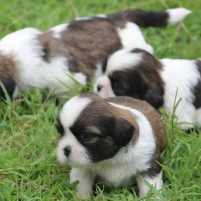 Shih Tzu Price in Bangalore | Shih Tzu Puppies for sale in Bangalore
