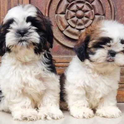 Shih Tzu Price in Nashik | Shih Tzu Puppies for sale in Nashik