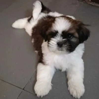 Shih Tzu Price in Nashik | Shih Tzu Puppies for sale in Nashik