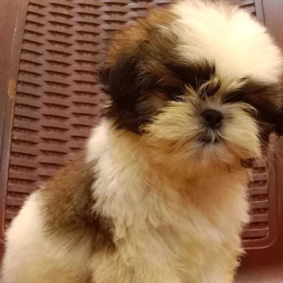 Shih Tzu Price in Delhi | Shih Tzu Puppies for sale in Delhi