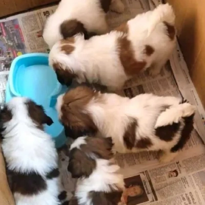 Shih Tzu Price in Nashik | Shih Tzu Puppies for sale in Nashik