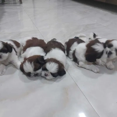 Shih Tzu Price in Surat | Shih Tzu Puppies for sale in Surat