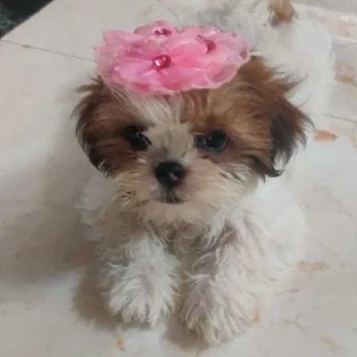 Shih Tzu Price in Bangalore | Shih Tzu Puppies for sale in Bangalore