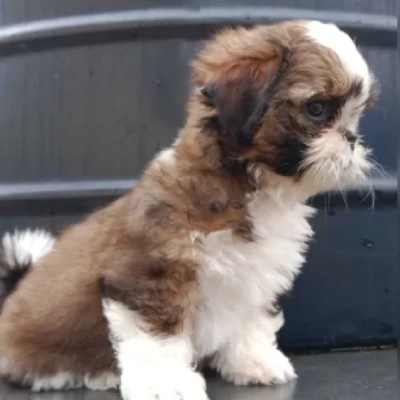 Shih Tzu Price in Chennai
 | Shih Tzu Puppies for sale in Chennai
