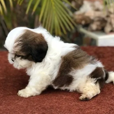 Shih Tzu Price in Nashik | Shih Tzu Puppies for sale in Nashik