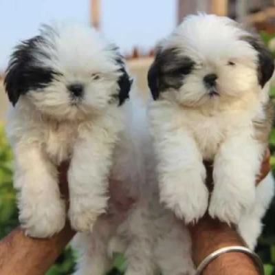 Shih Tzu Price in Chennai
 | Shih Tzu Puppies for sale in Chennai
