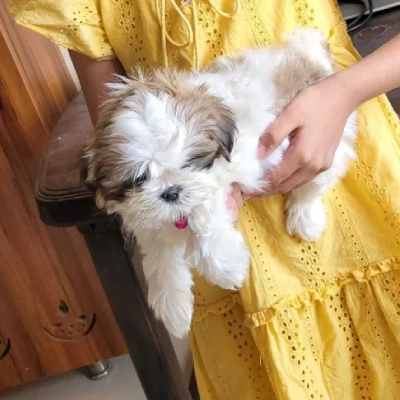 Shih Tzu Price in Bangalore | Shih Tzu Puppies for sale in Bangalore