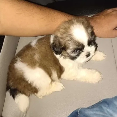 Shih Tzu Price in Surat | Shih Tzu Puppies for sale in Surat