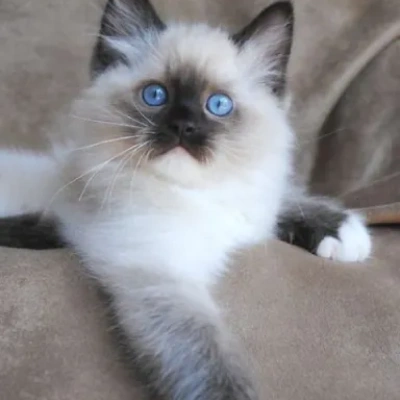 Siamese cat Price in Bangalore | Siamese cats for sale in Bangalore