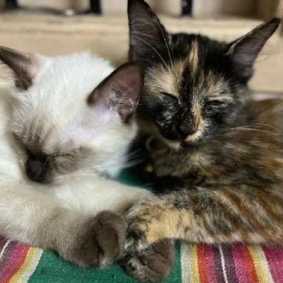 Siamese cat Price in Bangalore | Siamese cats for sale in Bangalore