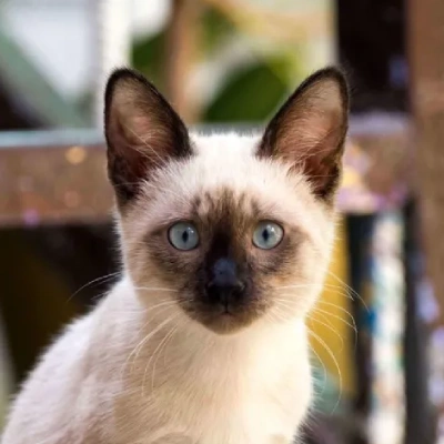 Siamese cat Price in Bangalore | Siamese cats for sale in Bangalore