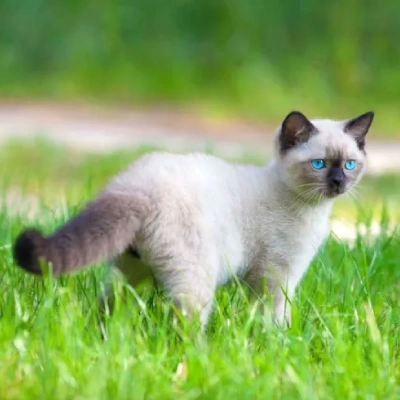 Siamese cat Price in Hyderabad | Siamese cats for sale in Hyderabad