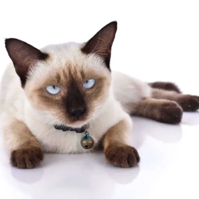 Siamese cat Price in Hyderabad | Siamese cats for sale in Hyderabad