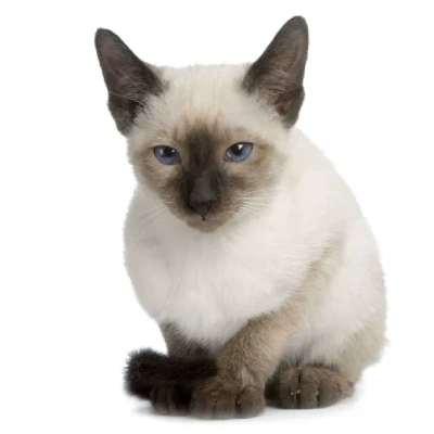 Siamese cat Price in Bangalore | Siamese cats for sale in Bangalore