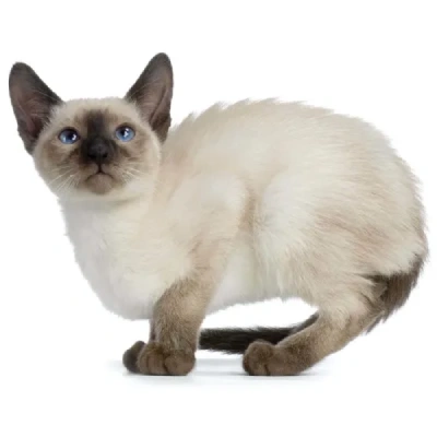Siamese cat Price in Bangalore | Siamese cats for sale in Bangalore