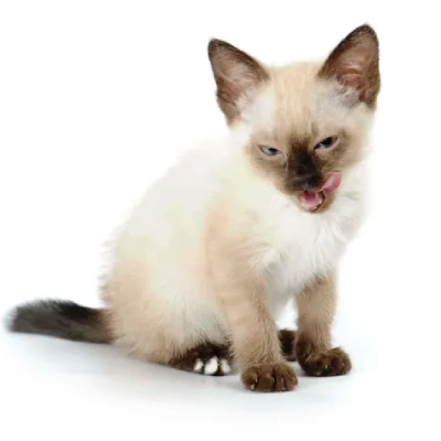 Siamese cat Price in Bangalore | Siamese cats for sale in Bangalore