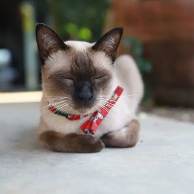 Siamese cat Price in Bangalore | Siamese cats for sale in Bangalore