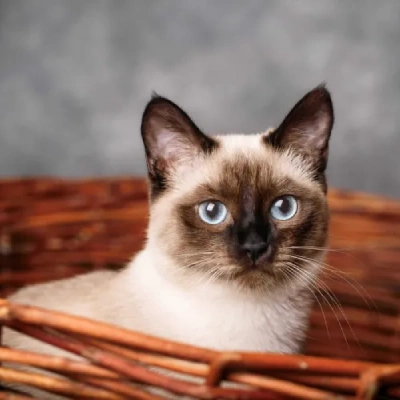 Siamese cat Price in Hyderabad | Siamese cats for sale in Hyderabad