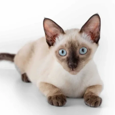 Siamese cat Price in Bangalore | Siamese cats for sale in Bangalore