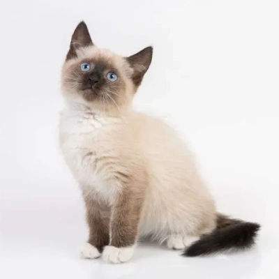 Siamese cat Price in Bangalore | Siamese cats for sale in Bangalore