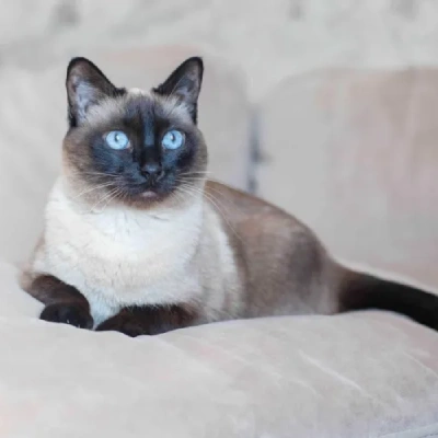 Siamese cat Price in Bangalore | Siamese cats for sale in Bangalore