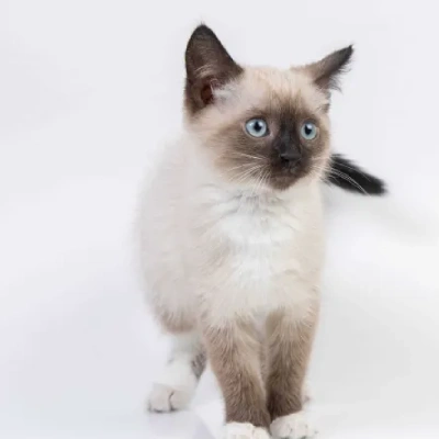Siamese cat Price in Hyderabad | Siamese cats for sale in Hyderabad