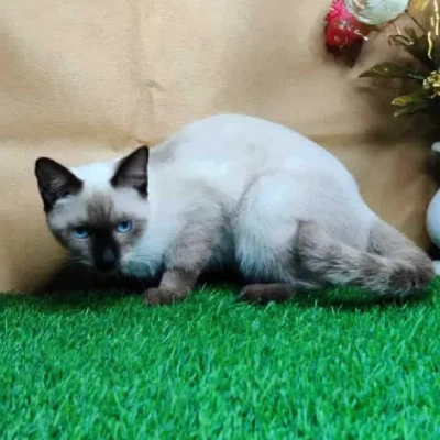 Siamese cat Price in Bangalore | Siamese cats for sale in Bangalore