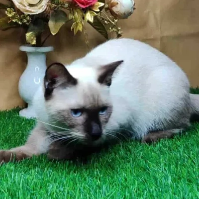 Siamese cat Price in Bangalore | Siamese cats for sale in Bangalore
