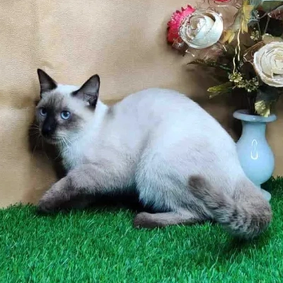 Siamese cat Price in Bangalore | Siamese cats for sale in Bangalore