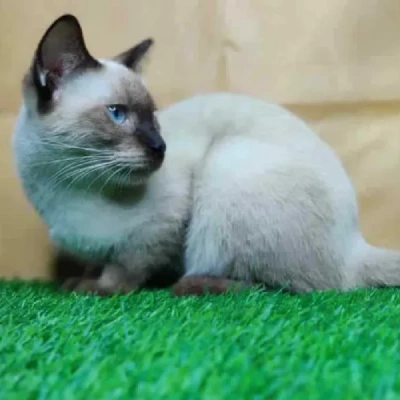 Siamese cat Price in Bangalore | Siamese cats for sale in Bangalore