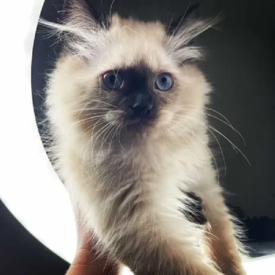 Siamese cat Price in Bangalore | Siamese cats for sale in Bangalore