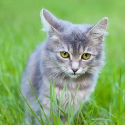Siberian cat Price in Mumbai | Siberian cats for sale in Mumbai