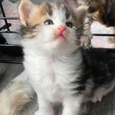 Siberian cat Price in Mumbai | Siberian cats for sale in Mumbai