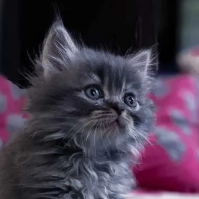Siberian cat Price in Mumbai | Siberian cats for sale in Mumbai