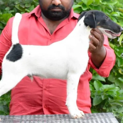 Smooth Fox Terrier Price in Nashik | Smooth Fox Terrier Puppies for sale in Nashik