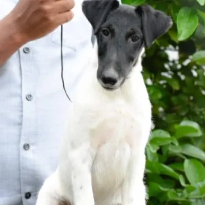 Smooth Fox Terrier Price in Nashik | Smooth Fox Terrier Puppies for sale in Nashik