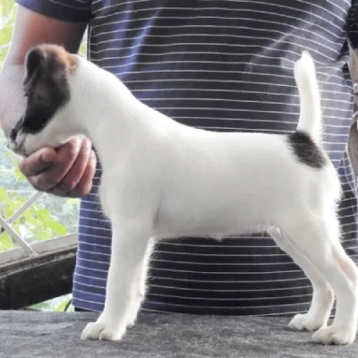Smooth Fox Terrier Price in Nashik | Smooth Fox Terrier Puppies for sale in Nashik